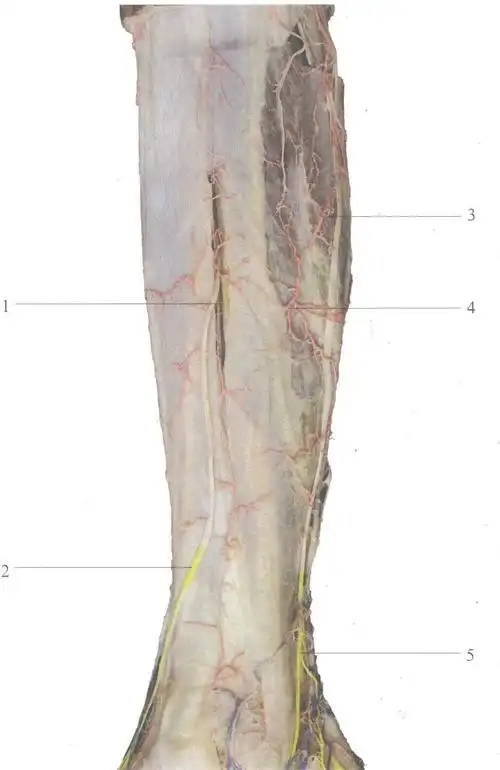 (图) 腓浅神经及其营养血管(3)