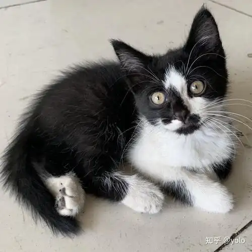 养一只奶牛猫是什么感受