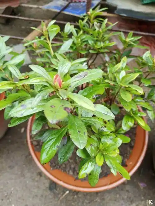 杜鹃花叶子出现黑斑