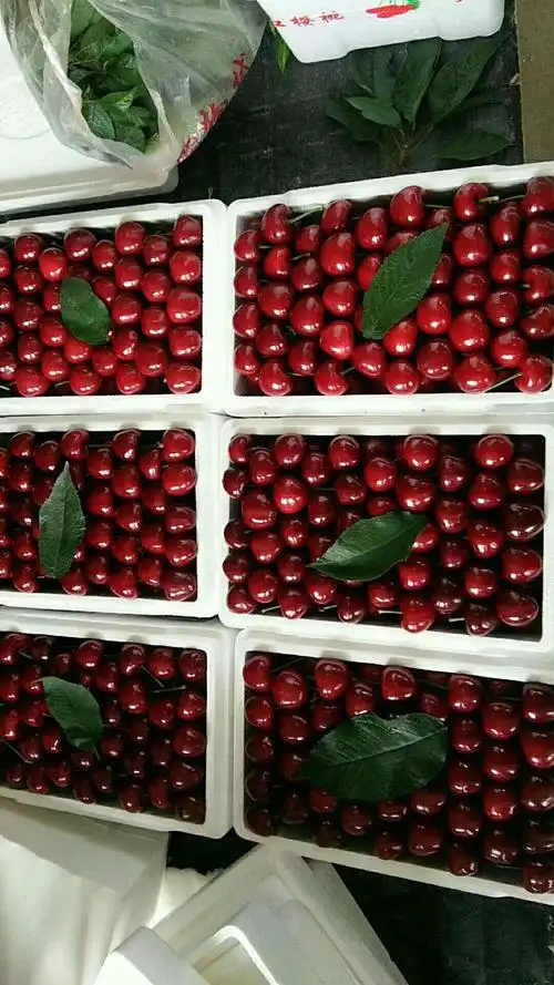 大樱桃采摘开始啦!