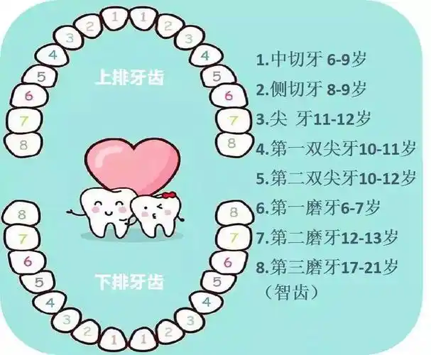 在乳牙开始萌出和乳牙列时期是儿童开始学说话的重要时期.