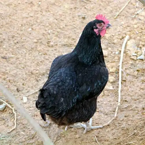 大黑鸡