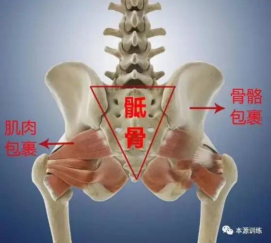 本源实战指南要翘臀先矫正骶骨上翘