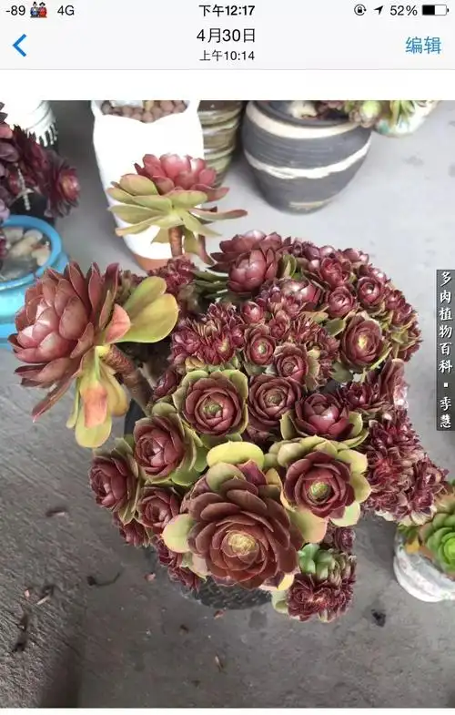 一颗缀化的万圣节法师的千变万化