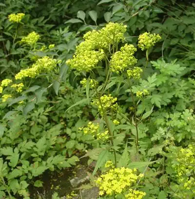 之所以被称为鹿衔草,传说是因为有人在打猎的时候,看到一头行动缓慢