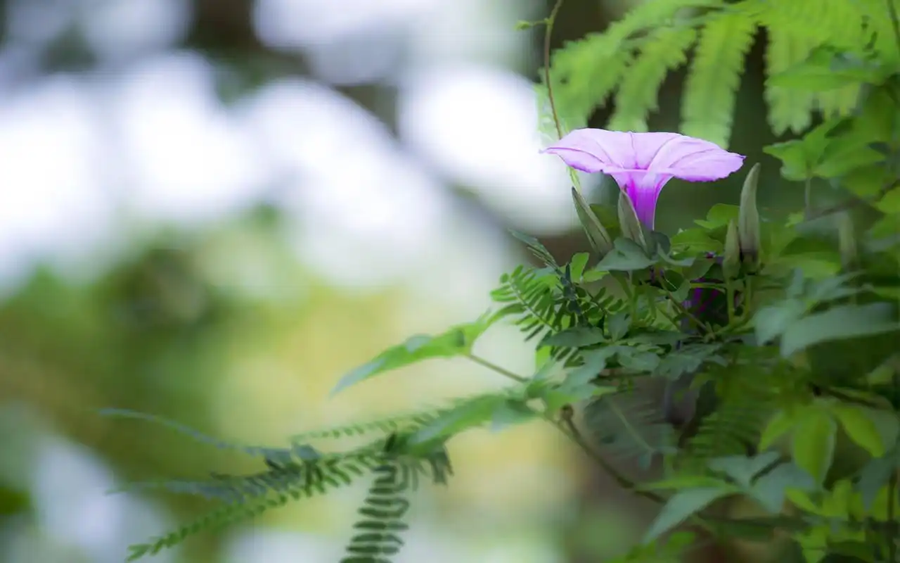 牵牛花绿色护眼植物高清图片桌面壁纸