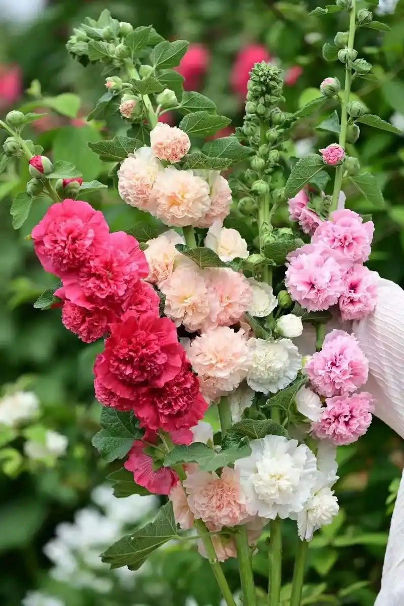 现货重瓣蜀葵  "桃子与梦"低至4.8元.花期在5月底-7月 - 抖音