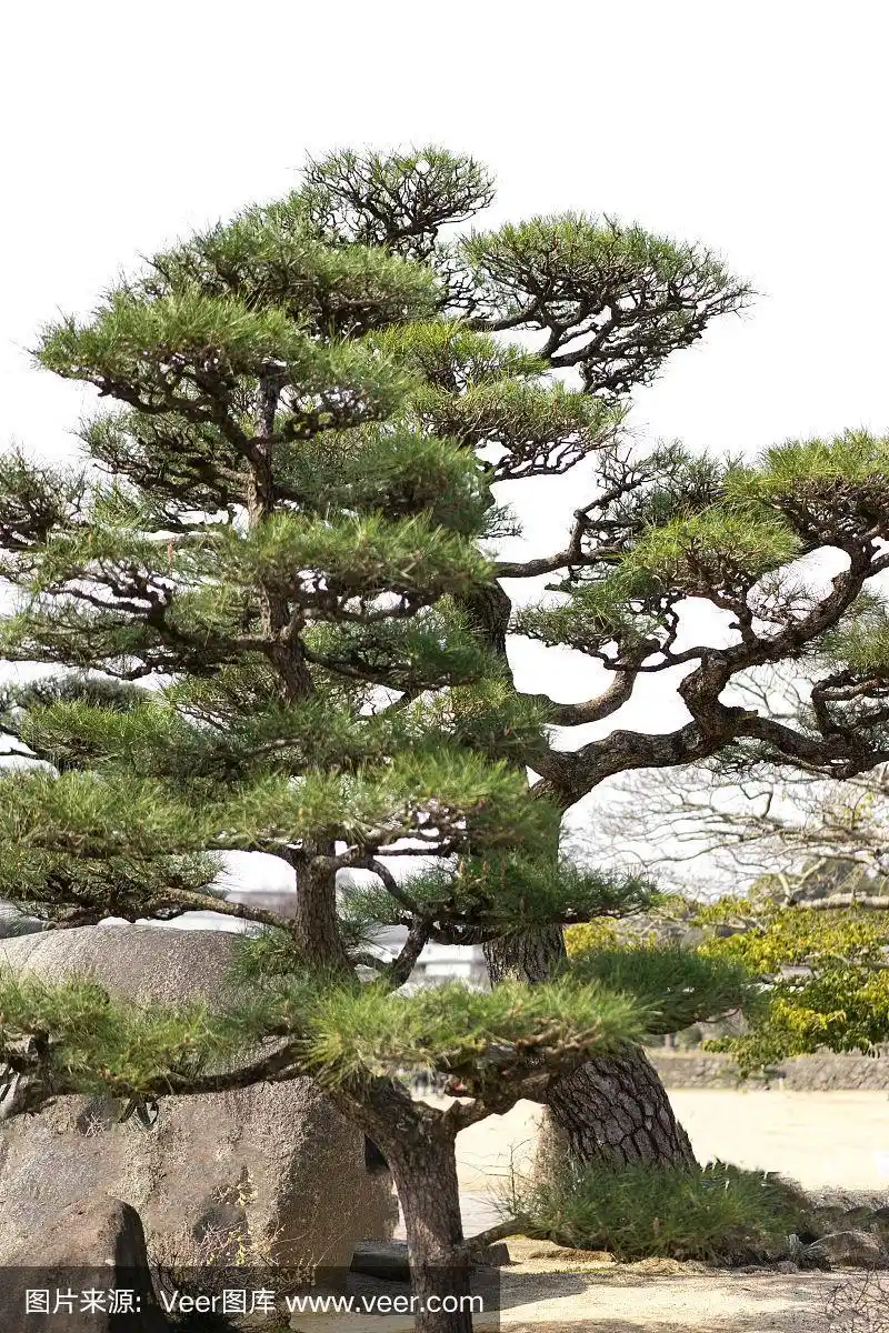 白色背景上的日本松树