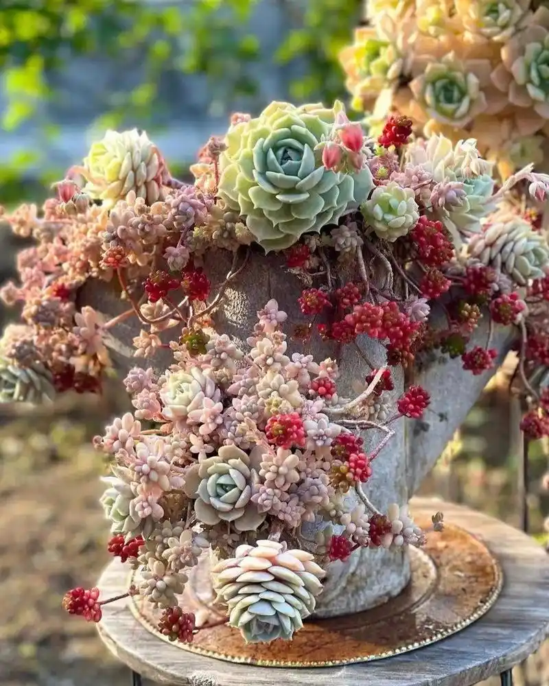 这些混合的多肉盆栽组合,真是太漂亮了!