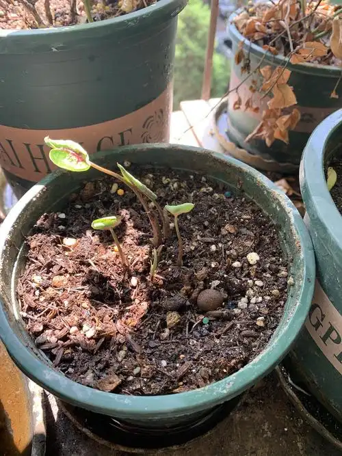 刚刚发芽的彩叶芋