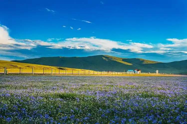 红原俄么塘花海之行一一《我的梦萦绕在那片美丽的草地》