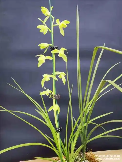 勤花的蕙兰顶级素心