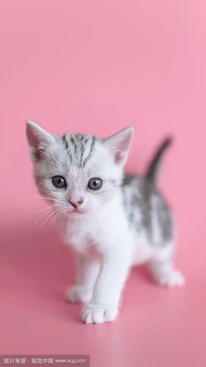 粉色的幼猫手机锁屏壁纸