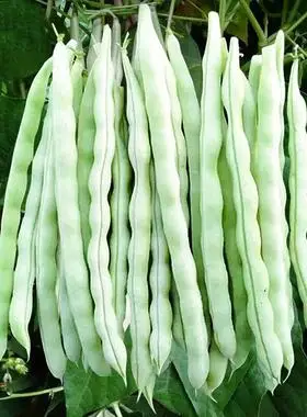 九粒白芸豆春秋豆摘不败白不老种子