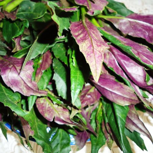 1公斤云南新鲜野菜血皮菜紫背菜欢迎全国蔬菜农家菜选购