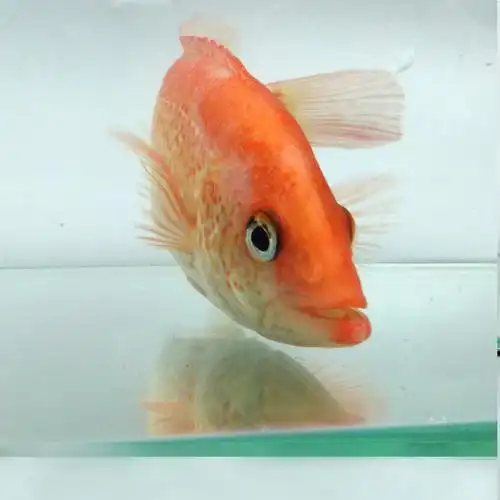 顺丰包邮红老虎虎鱼活体金玉满堂金鲷大型凶猛热带鱼鱼