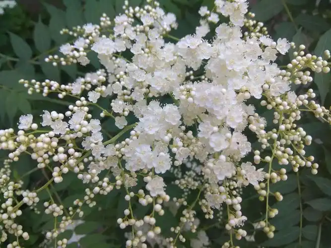 认识花草树木之十三 珍珠梅
