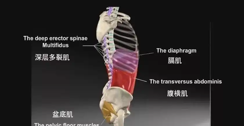 15期【yoga碎碎念】02/40——核心⑵肌群解剖