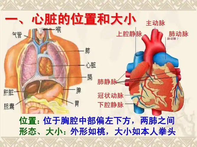 七年级生物下册第四章第三节输送血液的泵---心脏_课件2ppt