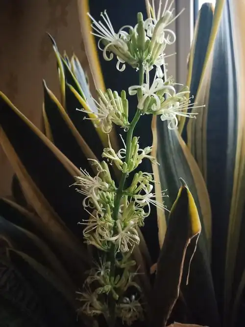 【原创首发】虎皮兰花 清香绽放