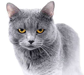 things you didnt know about a cats whiskers