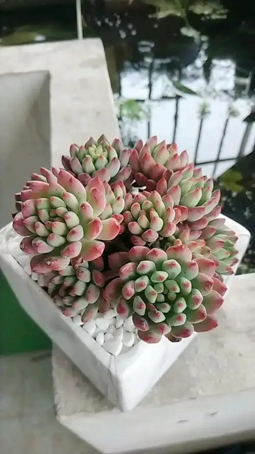 多肉品鉴【蓝苹果】