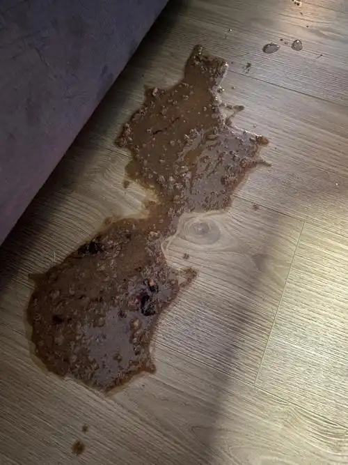 求助猫咪一直吐褐色水晚上打喷嚏出鼻血肠鸣是咋回事啊