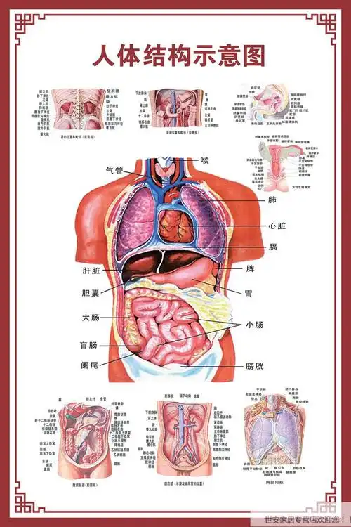 医学骨骼图肌肉挂图脊柱血管分布图人体肌肉神经人体内脏穴位 呼吸