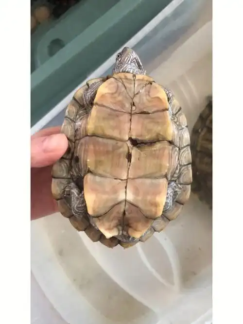 是腐甲吗,要怎么治疗#龟  #地图龟  #乌龟后续:pxx店铺,避个雷