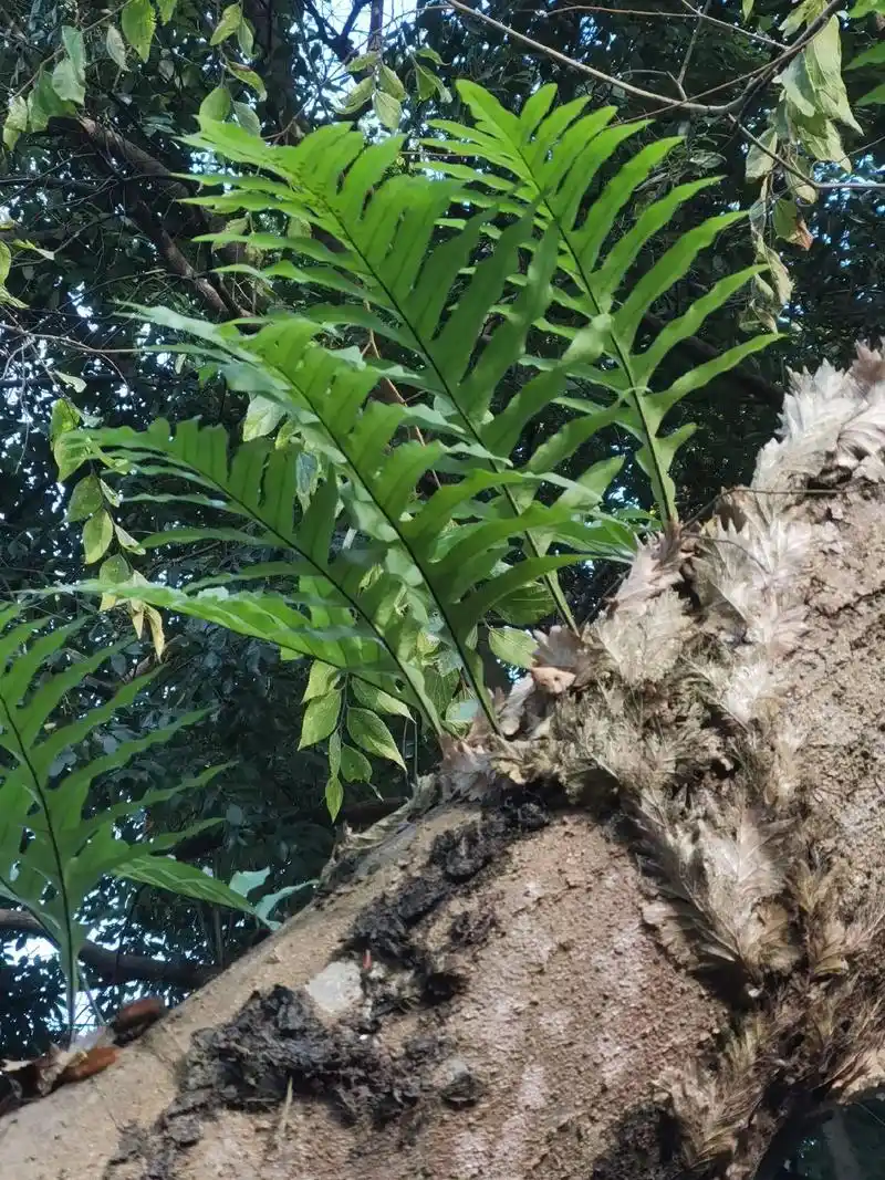 骨碎补.一寄生在枫,樟,朴,枫杨等大型權木外皮上的植物.不管 - 抖音