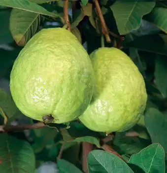 番石榴树番石榴树怎么种番石榴树要怎么除虫