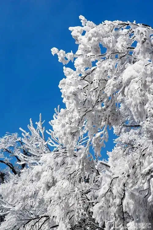 又是雪花漫天飞(风景篇)