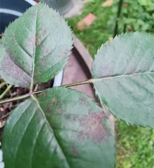 月季开花可以施肥吗?花后怎么修剪?前期红蜘蛛用什么治?