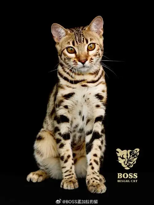 孟加拉豹猫##德文卷毛猫##阿比西尼亚猫##缅因猫##缅因猫