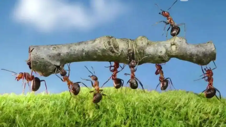 大自然的搬运工:蚂蚁