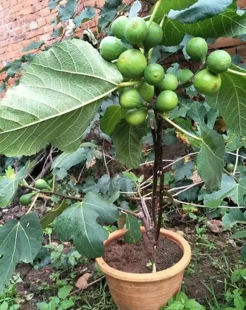 盆栽种盆无花果注意这3点果子挂满枝又大又甜