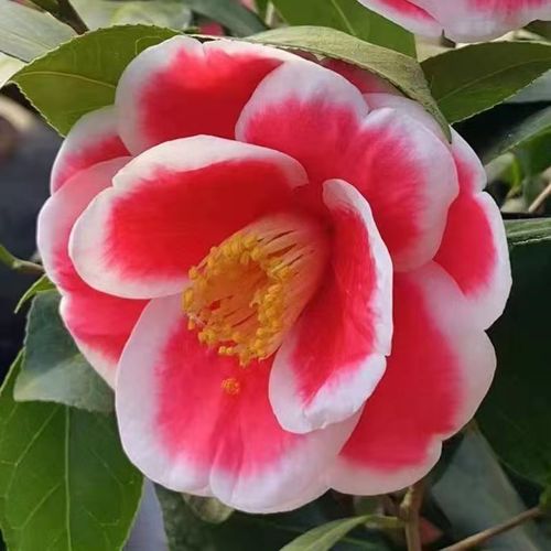 友之名贵进口进口品品种茶花花苗福建龙岩永福花卉