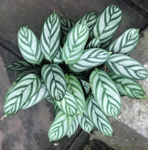 植物竹芋大型绿植飞羽新飞羽北欧欧风叶植物办公室观绿植