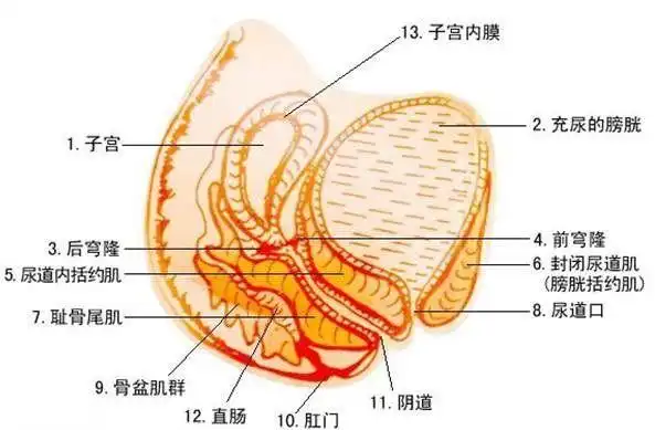 女性阴道位于生殖道的最下端,是连接女性体内生殖器与外界环境的唯一