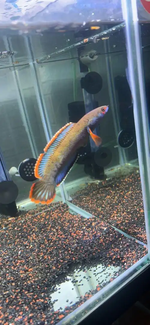 雷龙二月渔血一型梦幻血斑冰火小型凶猛活体鱼