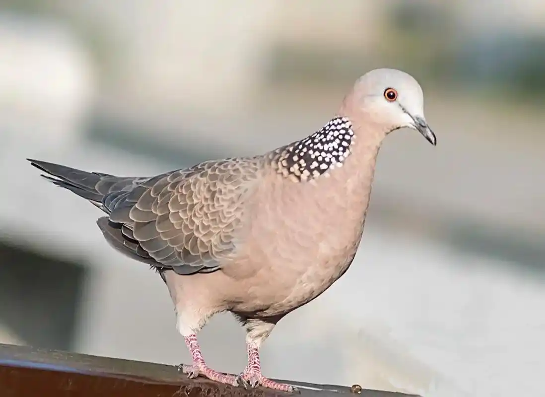 昨天下午望湖公园拍黑水鸡,一只斑鸠闯进镜头.我呵 - 抖音