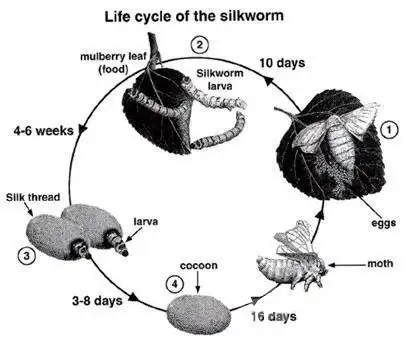 根据题干内容,这是关于一个生命周期的循环,而且图上也标有1-4的数字