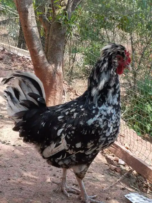 土母鸡贵妃鸡贵妃蛋