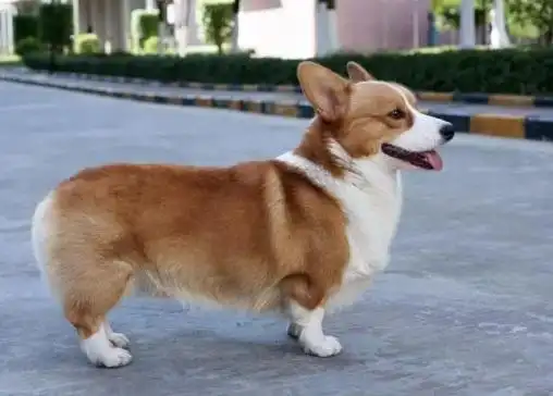 柯基的短腿基因有多强?后代注定是个小短腿!