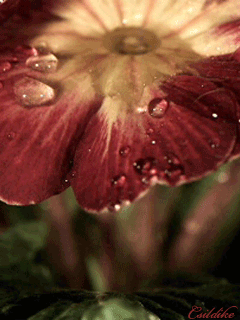 gif动态图片_花开的一瞬间图片专辑-堆糖网