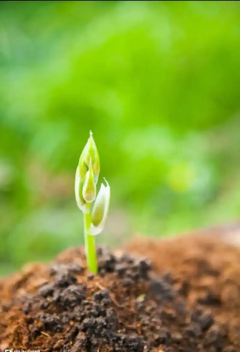 我愿  是一株无名的小草 具有顽强的生命力 我愿 是一朵不起 - 抖音