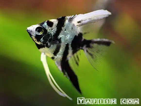 云石神仙鱼是黑白相间的热带鱼.