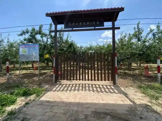 管理精细化果园似景点陕西富县羊泉镇着力打造苹果示范长廊