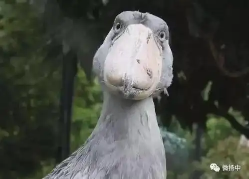 这只脸上长鞋的大怪鸟,英文名shoebill(鞋子嘴),像被荷兰人的木鞋砸中