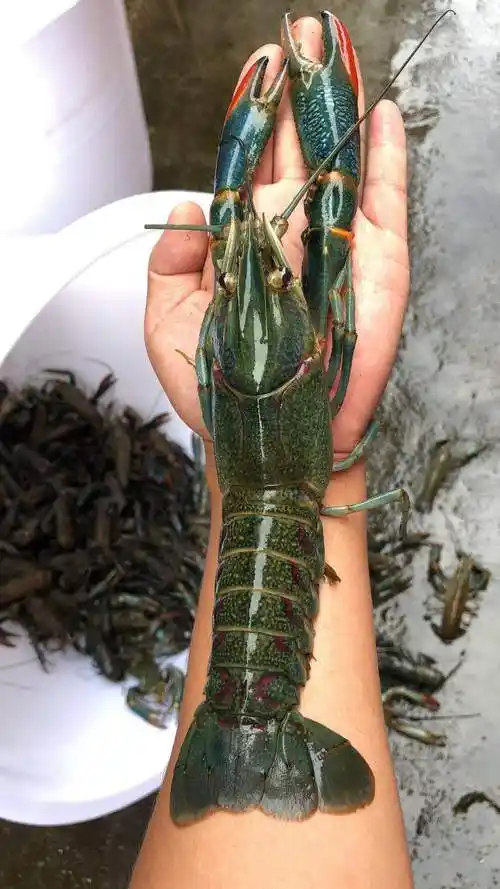 ajaj澳洲淡水龙虾 鲜活虾苗 外塘养殖观赏蓝虾 繁殖组 小青龙小龙虾苗